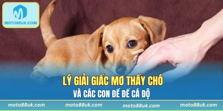 Lý Giải Giấc Mơ Thấy Chó Và Con Số Thích Hợp Để Đánh Đề