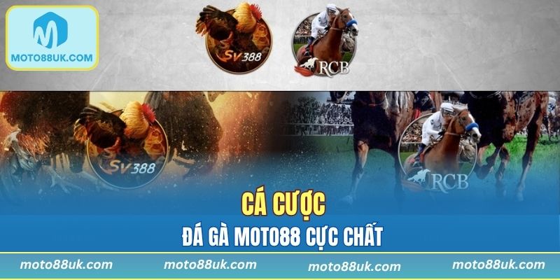 Đặt kèo đá gà tỷ lệ thưởng cực kỳ hấp dẫn cho thành viên