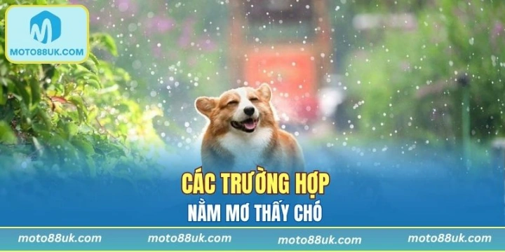 Các trường hợp mơ thấy chó