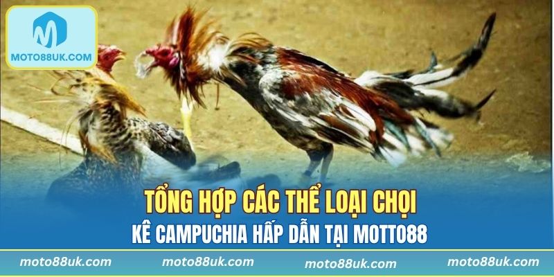 Cách chơi đá gà Campuchia với các thể loại phổ biến