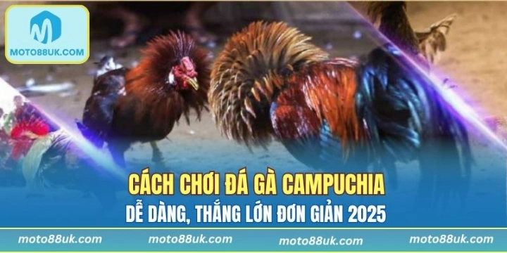 Cách Chơi Đá Gà Campuchia Dễ Dàng, Thắng Lớn Đơn Giản 2025