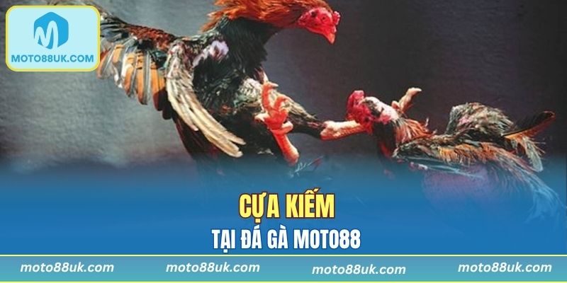 Chiến kê được trang bị bộ vũ khí bén nhọn