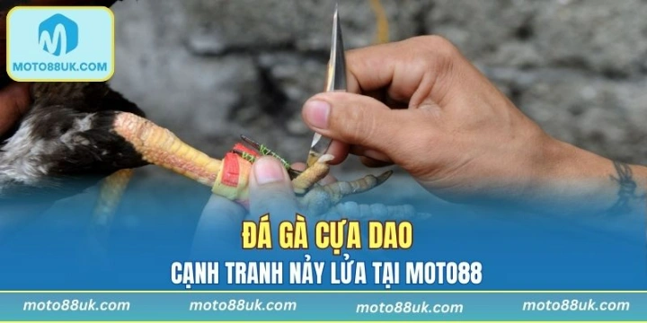Đá Gà Cựa Dao - Cạnh Tranh Nảy Lửa Tại MOTO88