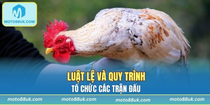 Đá gà cựa dao được sắp xếp tổ chức theo trật tự