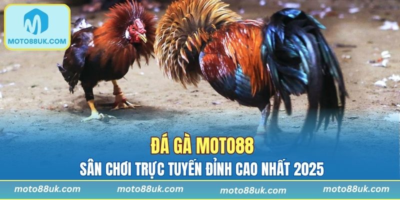 Đá Gà MOTO88 - Sân Chơi Trực Tuyến Đỉnh Cao Nhất 2025