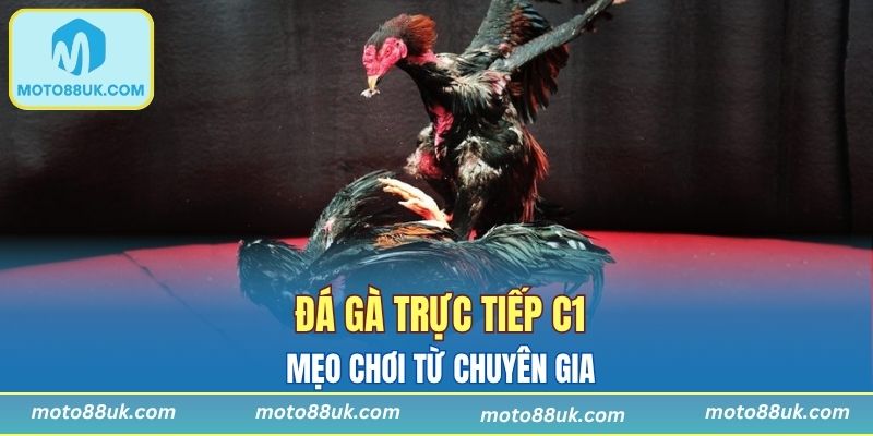Đá Gà Trực Tiếp C1 - Chiến Thuật Chơi Từ Chuyên Gia