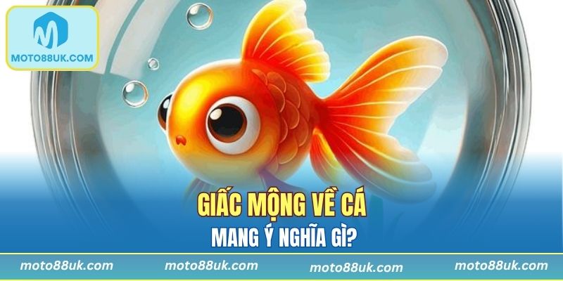 Giải mã ý nghĩa giấc mộng về cá