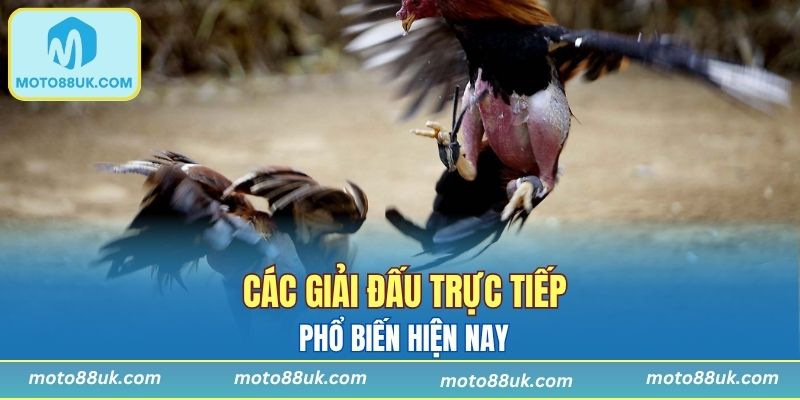 Giải Thomo được quan tâm hiện nay