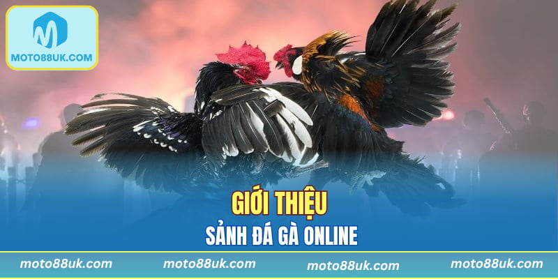 Giới thiệu sảnh đá gà online