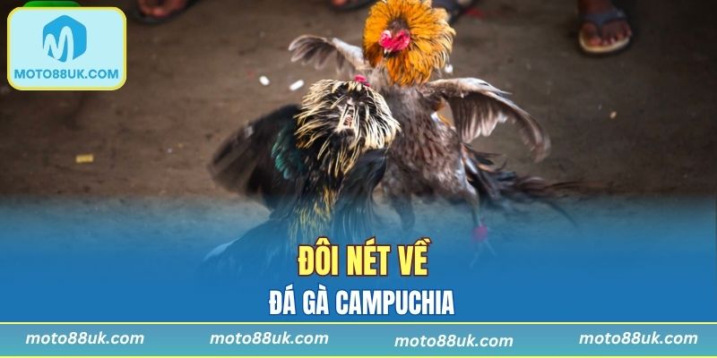 Khái quát về đá gà Campuchia hot hit