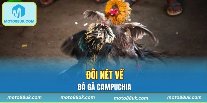 Khái quát về đá gà Campuchia hot hit