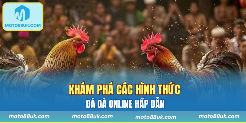 Khám phá các hình thức đá gà online hấp dẫn