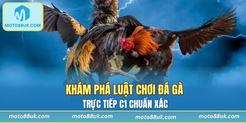 Khám phá luật chơi đá gà trực tiếp c1 chuẩn xác