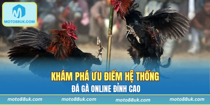 Khám phá ưu điểm hệ thống đá gà online đỉnh cao