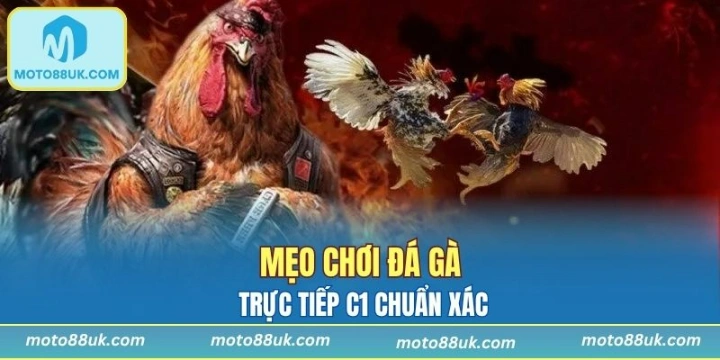 Mẹo chơi đá gà trực tiếp c1 chuẩn xác