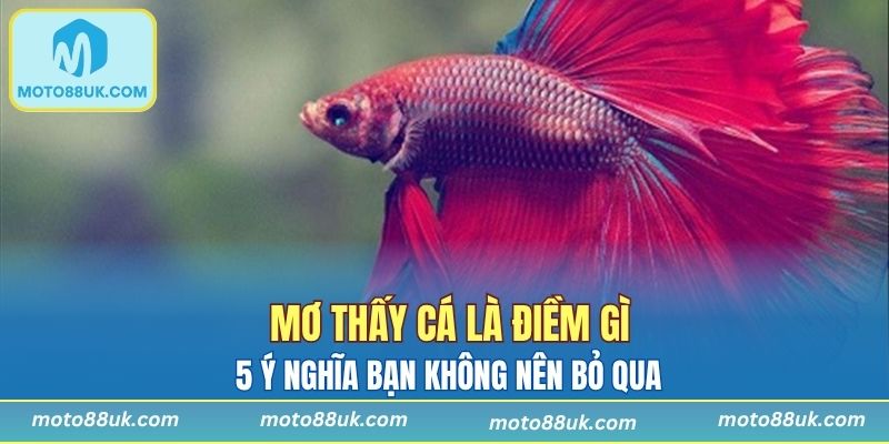 Mơ Thấy Cá Là Điềm Gì? 5 Ý Nghĩa Bạn Không Nên Bỏ Qua