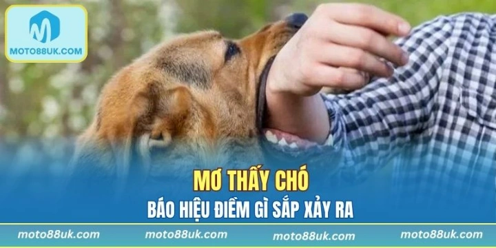 Mơ thấy chó báo hiệu điều gì?