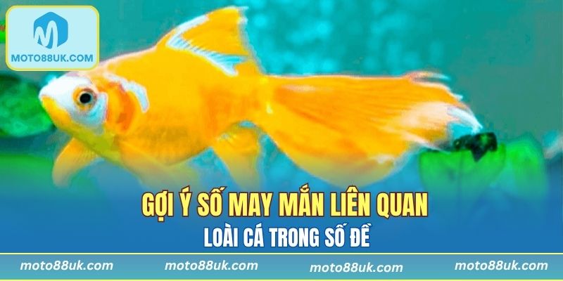 Một số con số may mắn mà bạn nên tham khảo