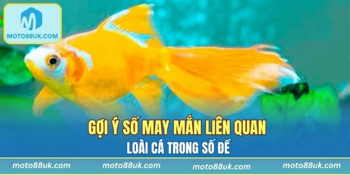 Một số con số may mắn mà bạn nên tham khảo