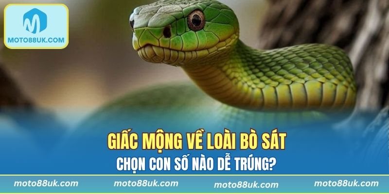 Những con số may mắn khi bạn mơ gặp bò sát
