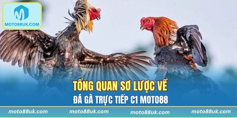 Tổng quan sơ lược về đá gà trực tiếp c1 Moto88