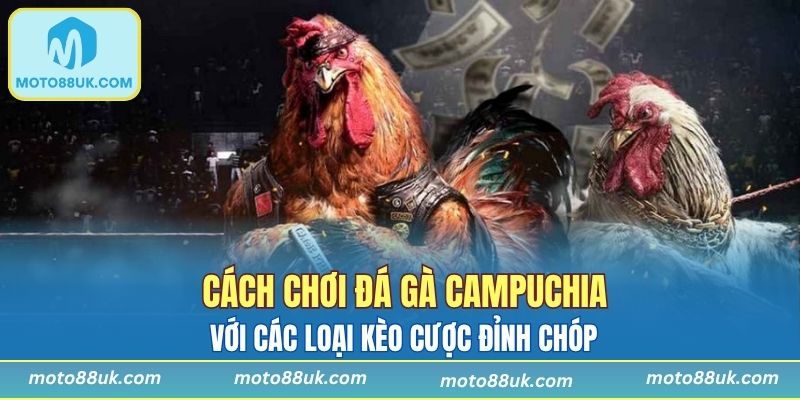 Top 3 kèo cược chọi kê thú vị