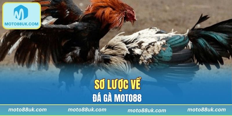 Trao sự tin tưởng cho chiến kê sẽ giành chiến thắng