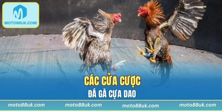 Tùy hình thức cược mà đem lại lợi nhuận cao hay thấp