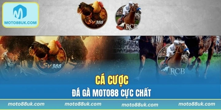 Đặt kèo đá gà tỷ lệ thưởng cực kỳ hấp dẫn cho thành viên